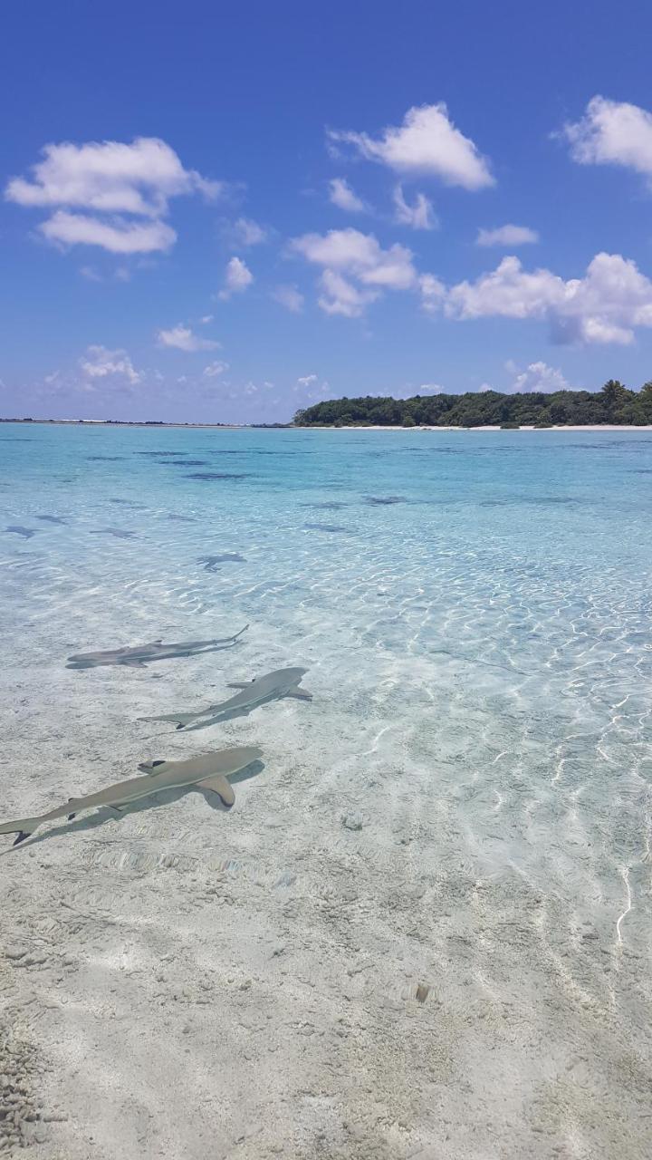 Chez Taia Et Vero Tiputa Bagian luar foto